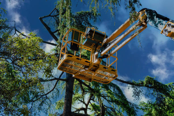 Best Commercial Tree Services  in Clinton, SC